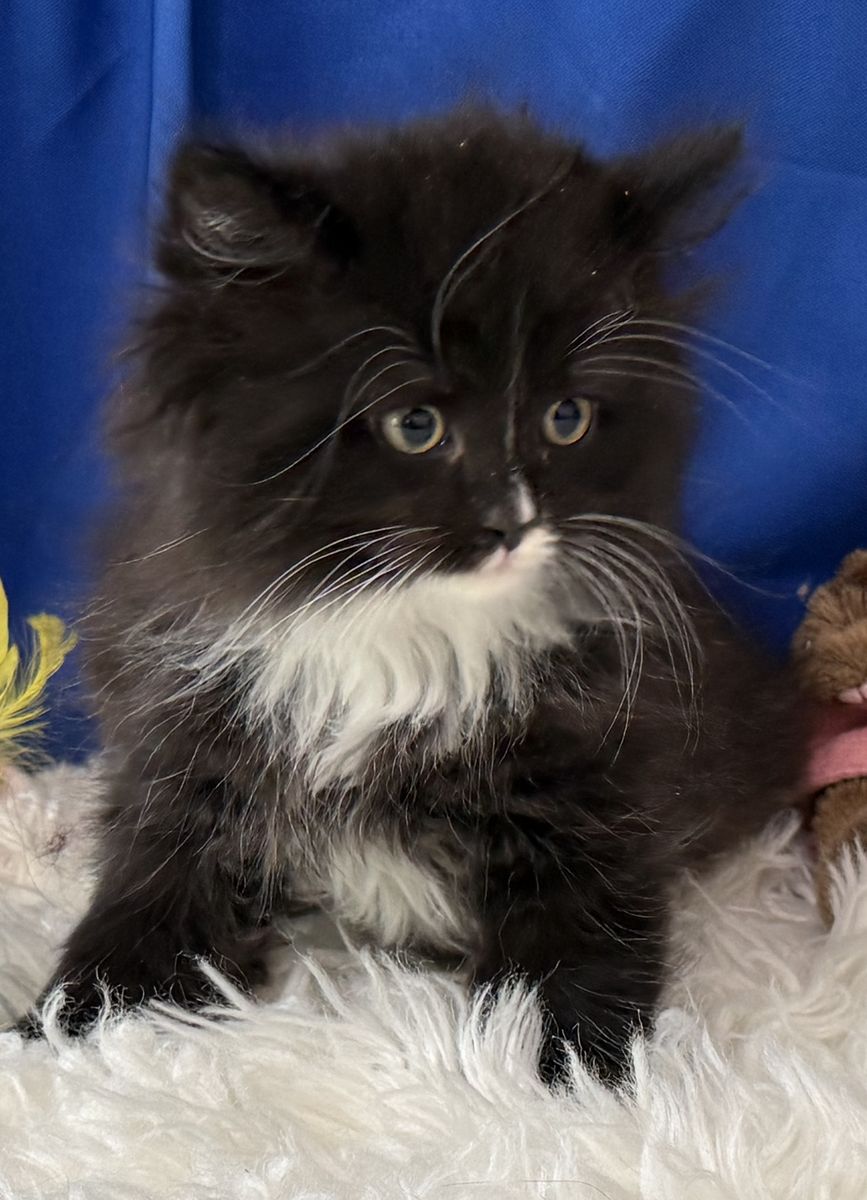 Hypoallergenic Siberian Kitten - READY: NOW! TICA. Registered! -Siberian Cats of Utah - NADEIJDA CATTERY since 2016