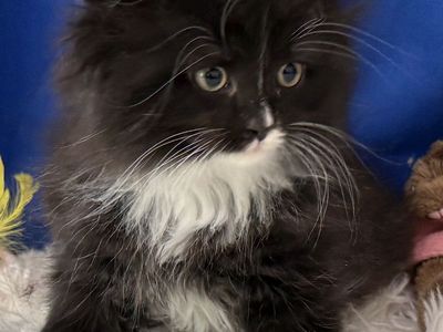 Hypoallergenic Siberian Kitten - READY: NOW! TICA. Registered! -Siberian Cats of Utah - NADEIJDA CATTERY since 2016