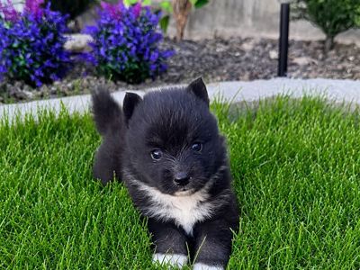 Adorable Pomsky Puppies for Sale - Various Colors