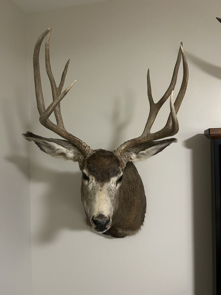 Mule Deer Mount