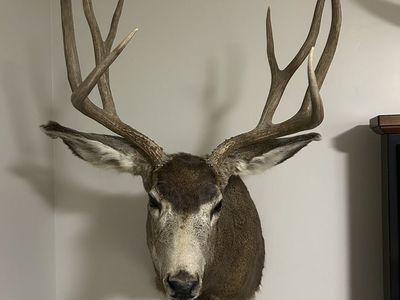 Mule Deer Mount