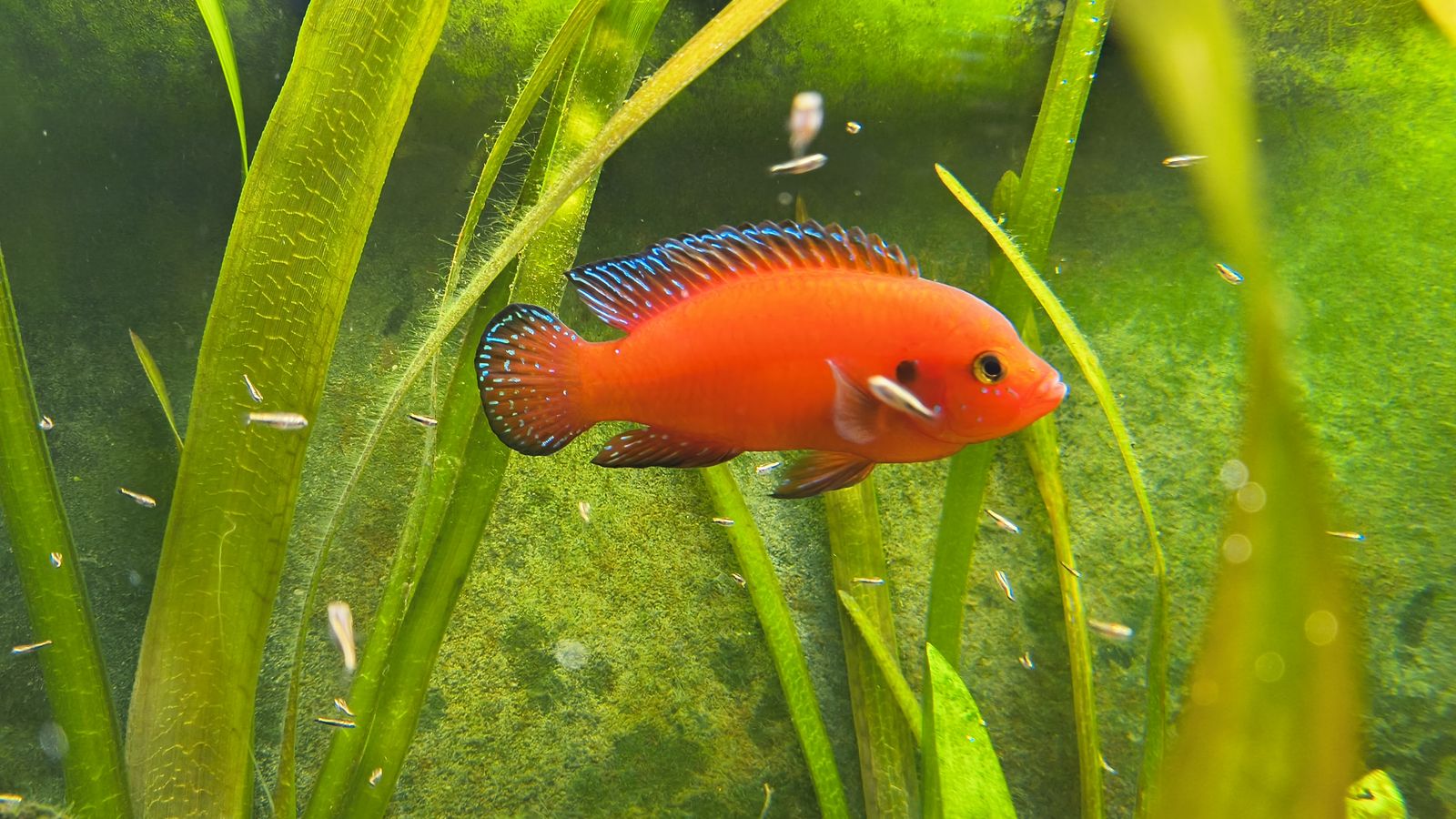 Turkana Jewel Cichlid fry $2/ea or 5 for $5