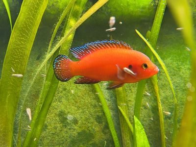 Turkana Jewel Cichlid fry $2/ea or 5 for $5