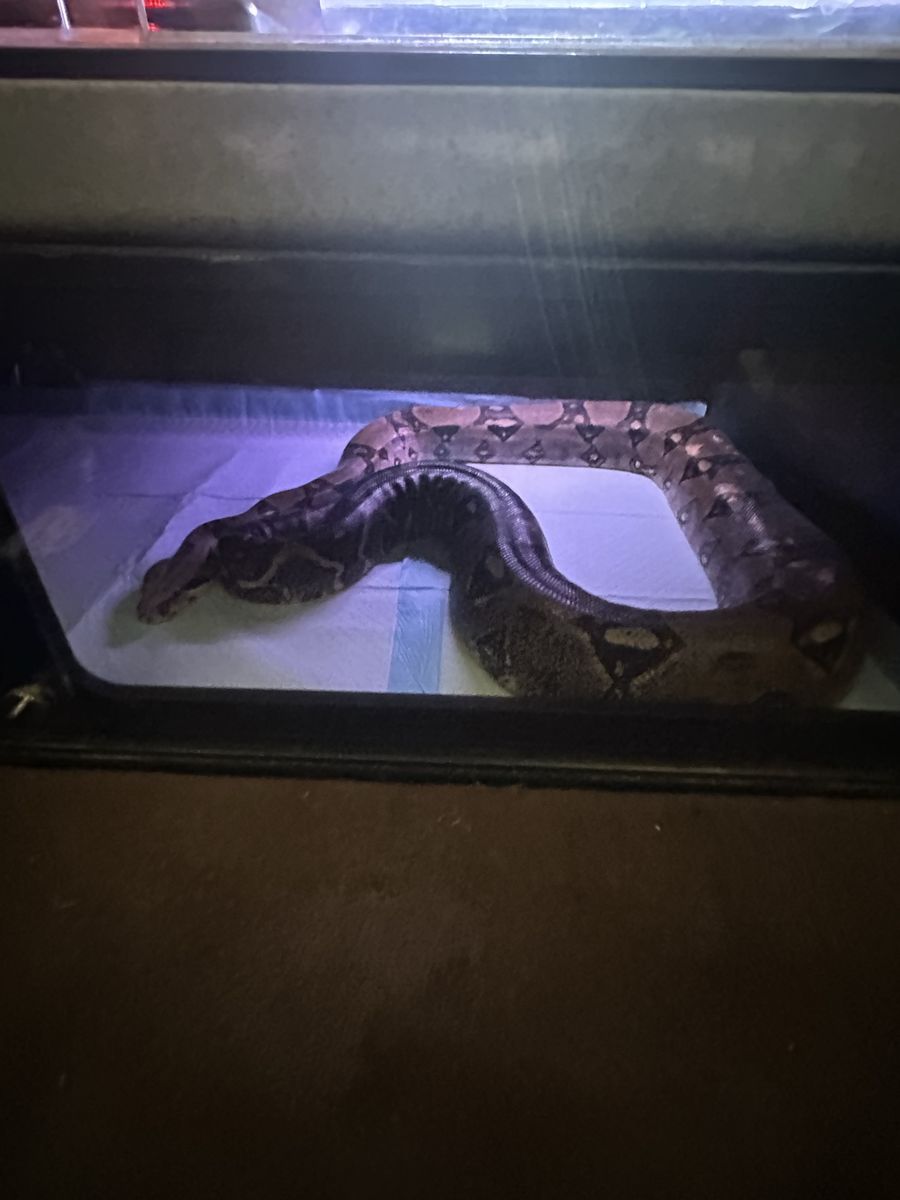 Free red tail boa