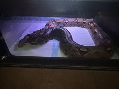 Free red tail boa