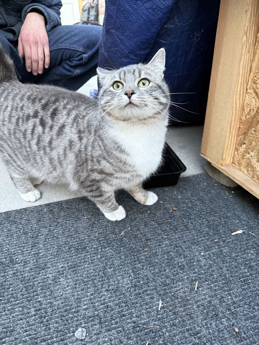 “Stray” grey cat - very friendly