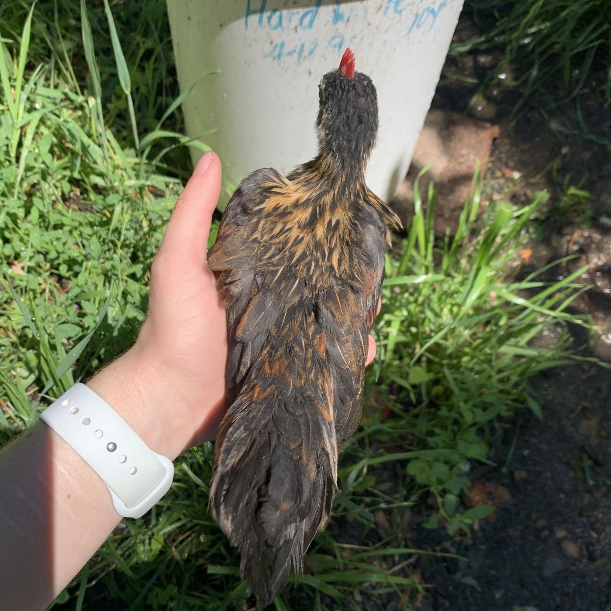 Purebred Azteca Cockerel—Coop Ready Rooster