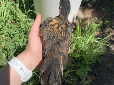 Purebred Azteca Cockerel—Coop Ready Rooster