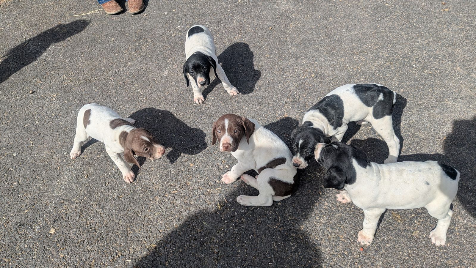 German shorthair puppies