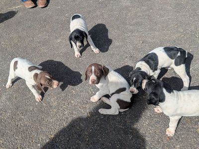 German shorthair puppies