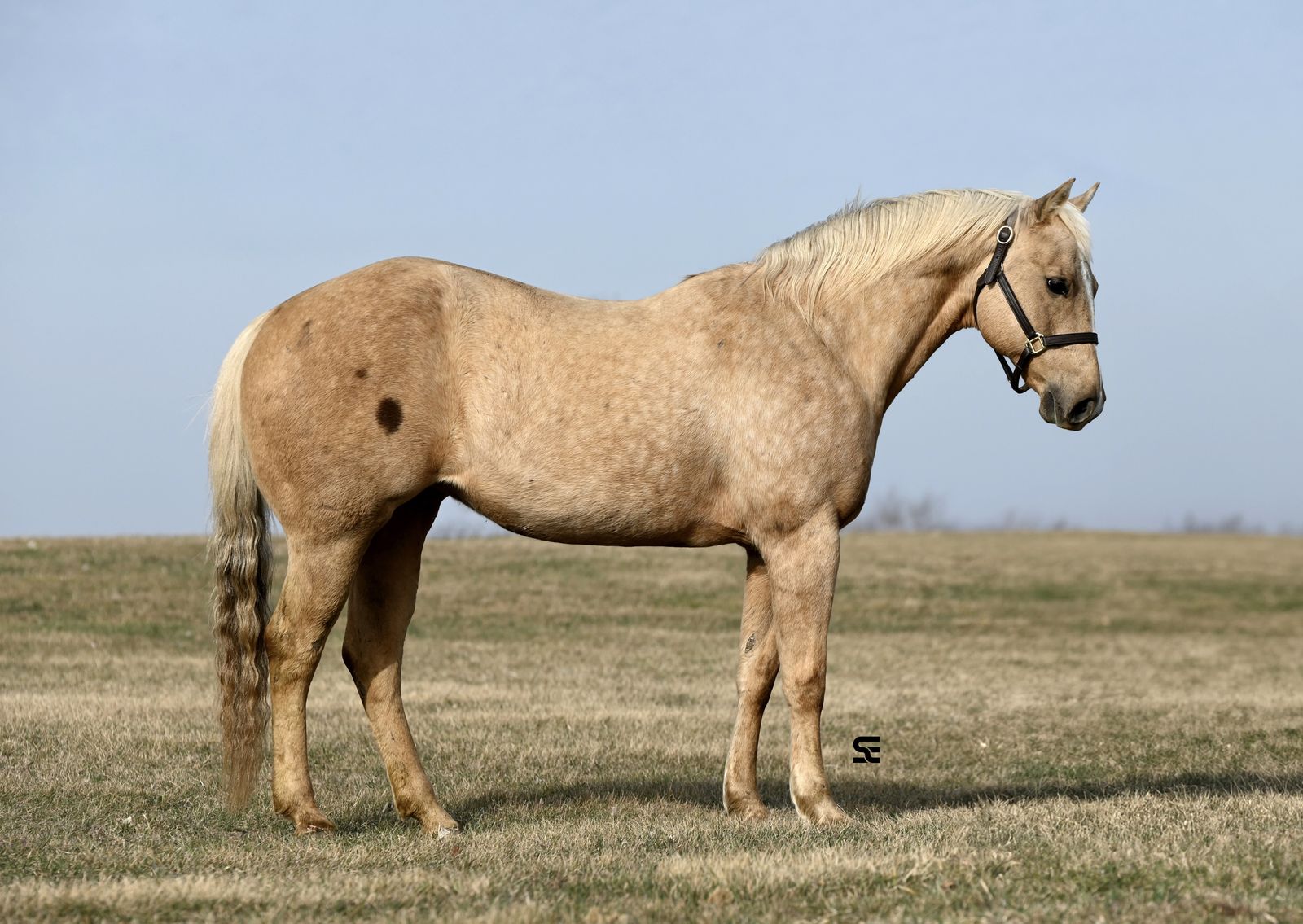 𝗙𝗔𝗠𝗜𝗟𝗬 𝗦𝗔𝗙𝗘 𝗣𝗮𝗹𝗼𝗺𝗶𝗻𝗼 𝗺𝗮𝗿𝗲 | 𝗢𝗻𝗲-𝗜𝗻-𝗔-𝗠𝗶𝗹𝗹𝗶𝗼𝗻