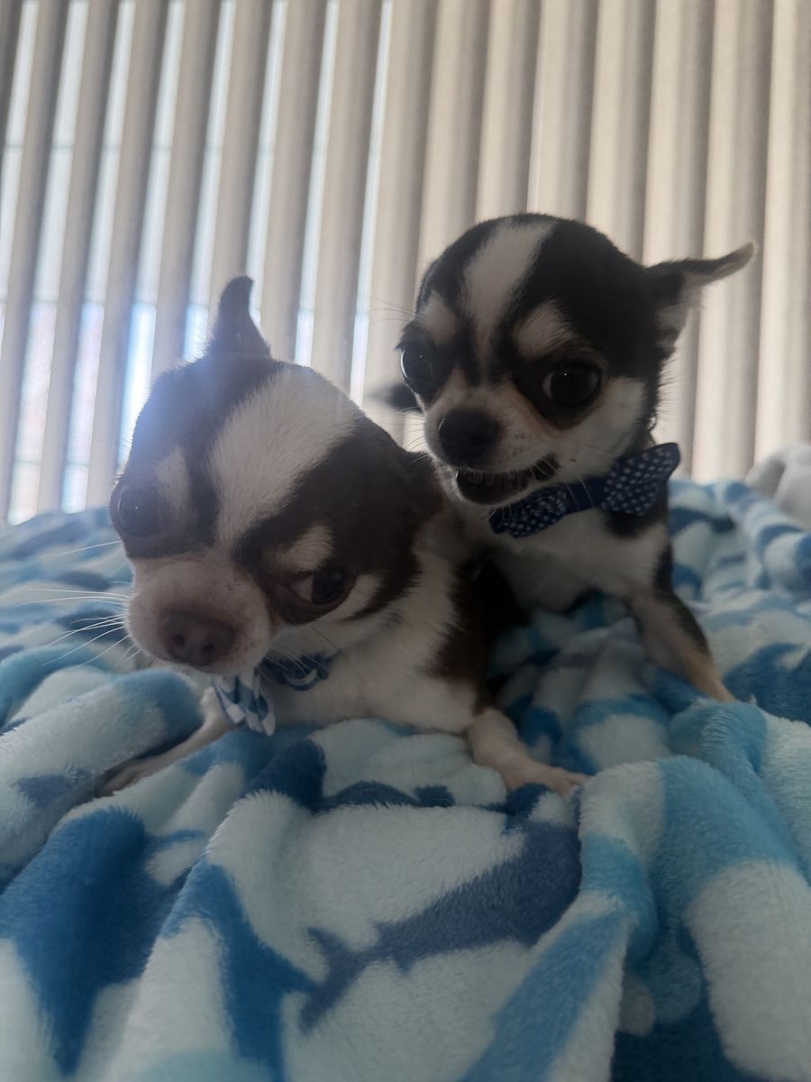 Two Males Applehead Chihuahuas 700 EachorBO