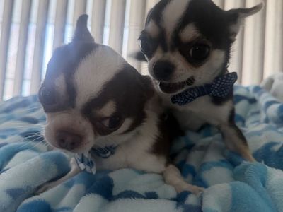 Two Males Applehead Chihuahuas 700 EachorBO