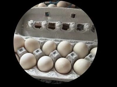 Duck Eggs - Unfertilized