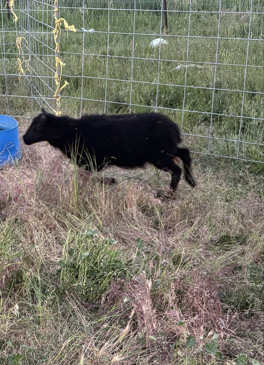 Icelandic ewe and ewe lamb