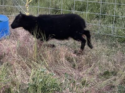 Icelandic ewe and ewe lamb