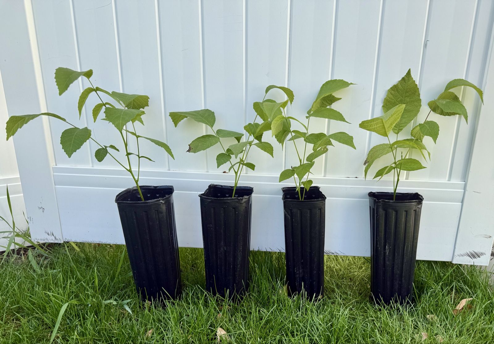 Premium English Walnut Trees