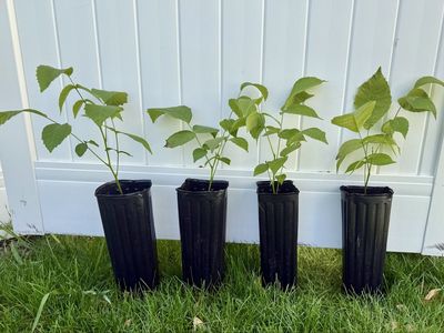 Premium English Walnut Trees