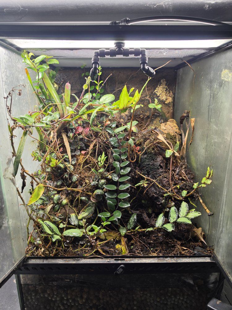 18x18x24 exoterra