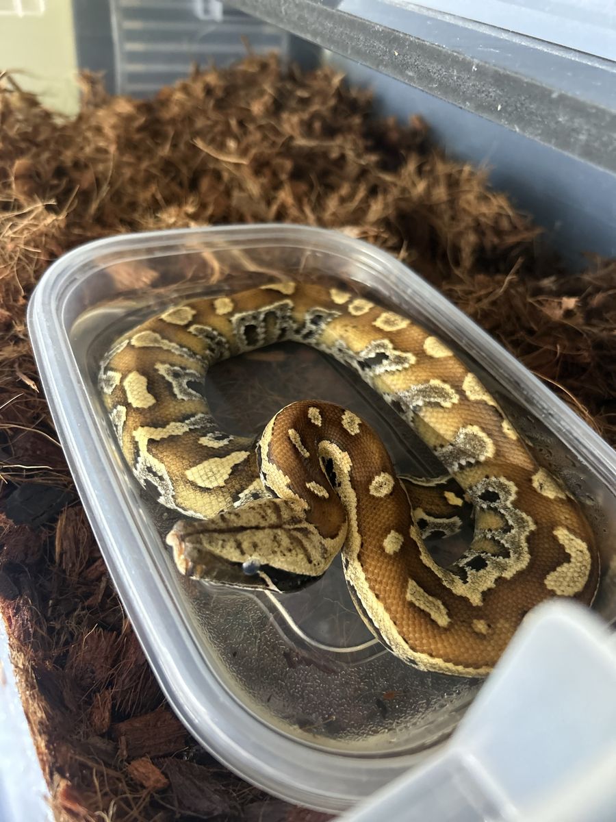 Baby Blood Python