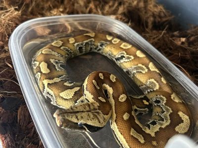 Baby Blood Python
