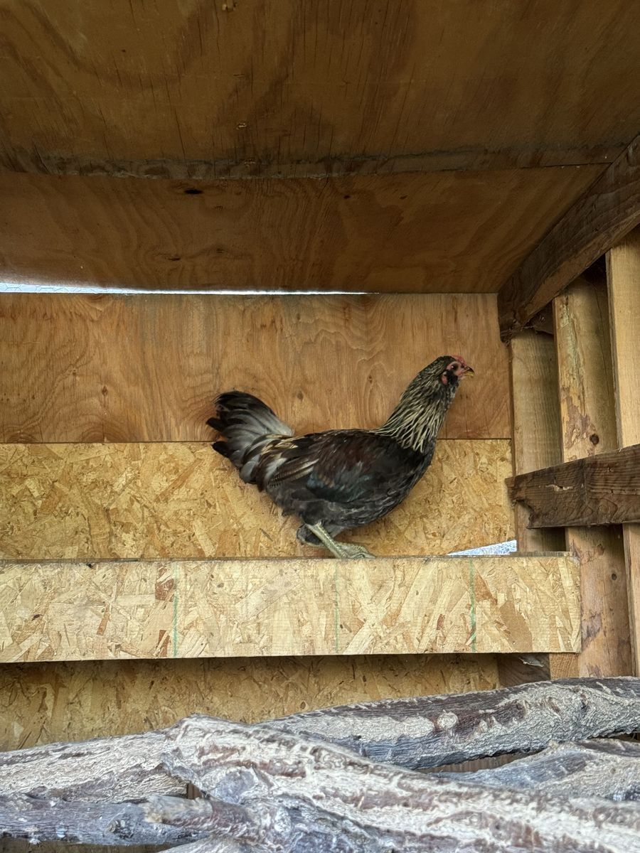 Young Rooster