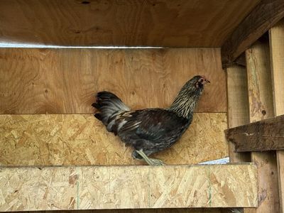 Young Rooster