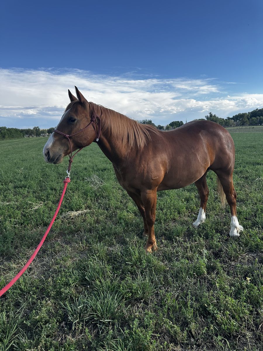 Ranch horse