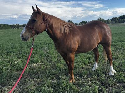 Ranch horse