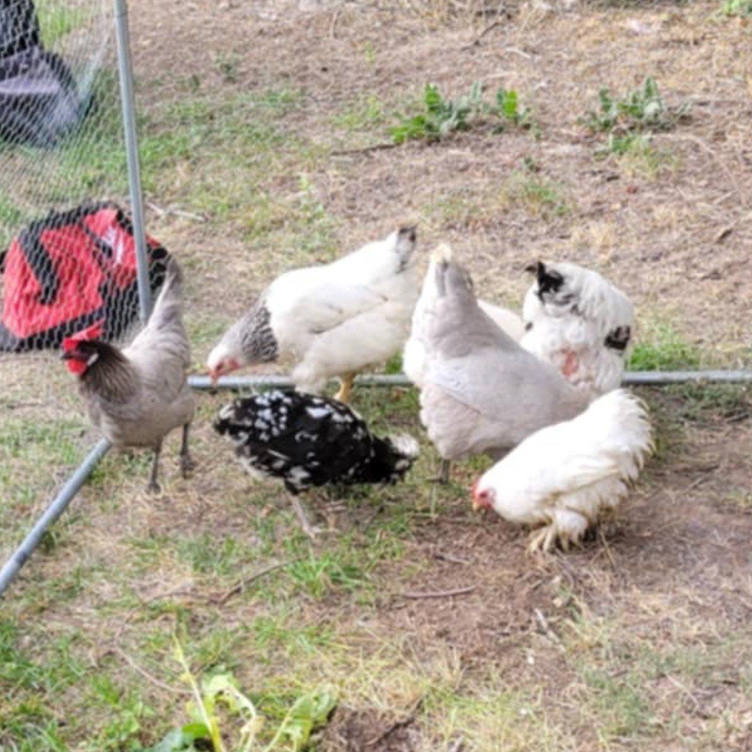 SALE PENDING Free laying hens