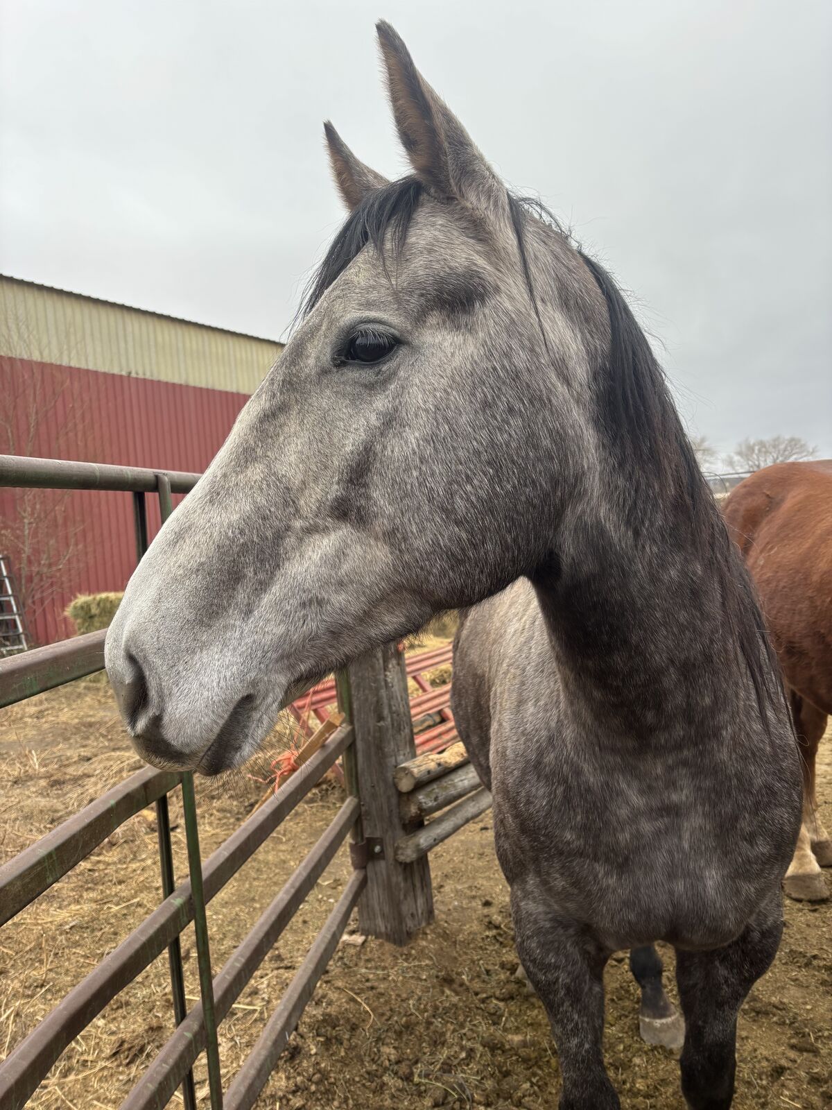 5 Y/O Quarter Horse Mare