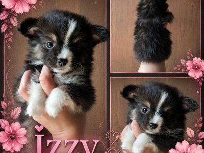 Toy Aussies