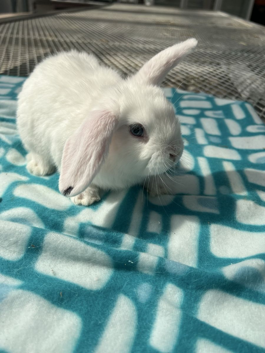 Adorable lion head, lop Bunny - Ready for a New Home!