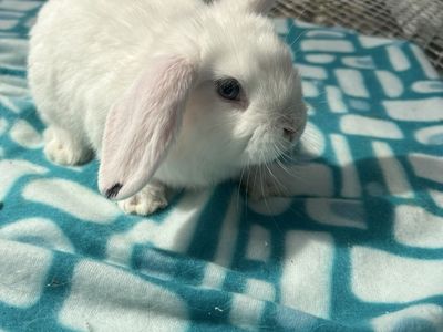 Adorable lion head, lop Bunny - Ready for a New Home!