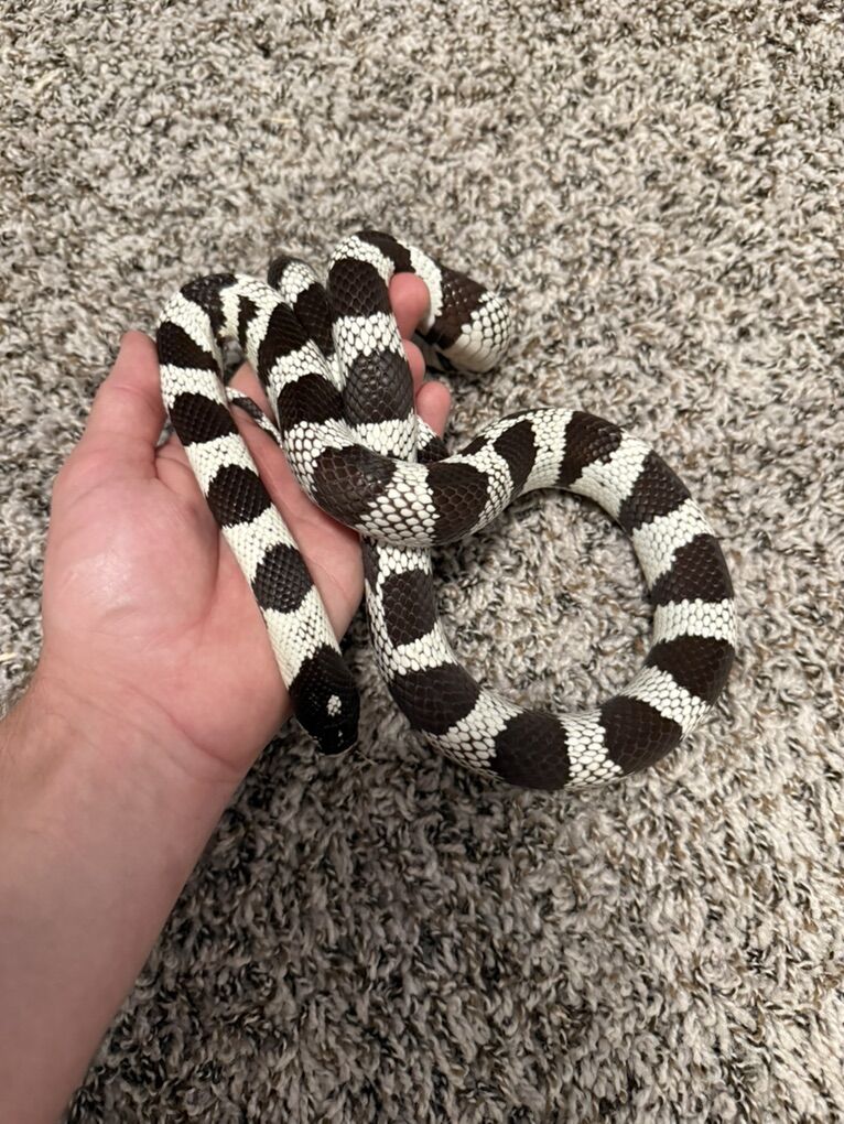 Proven Female Cali King