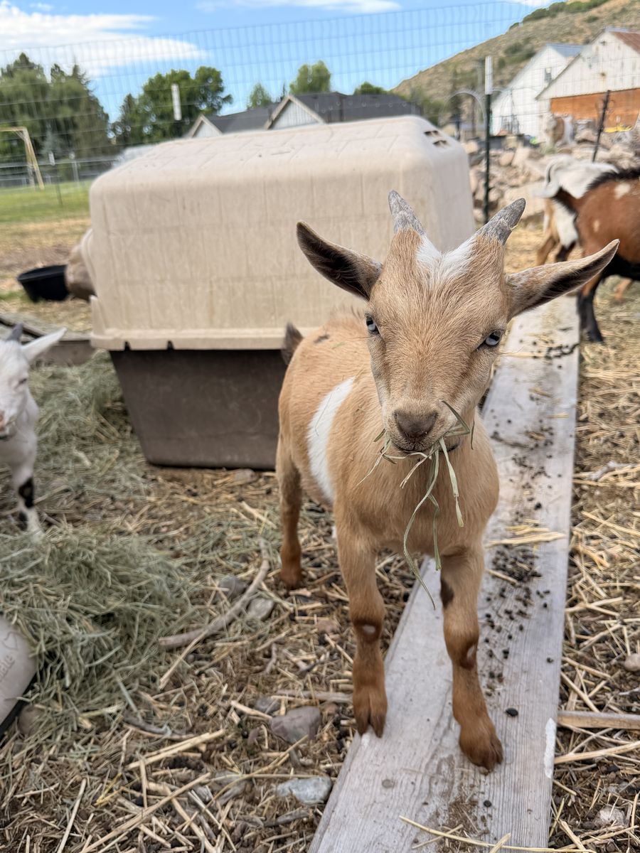 PET ONLY Nigerian Dwarf Bucklings READY TO GO