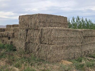 Grass hay