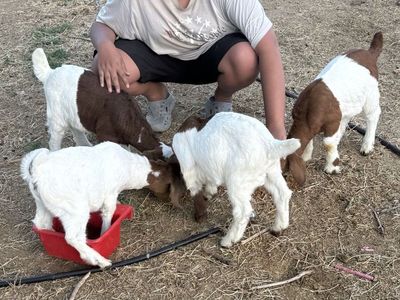 Boer goats