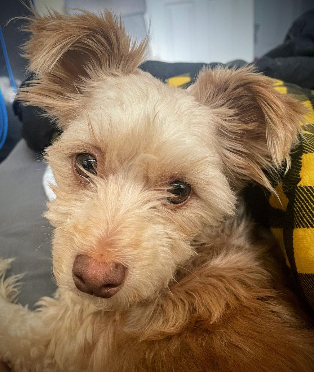 Rehoming Our Pup - Free