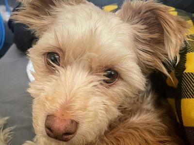Rehoming Our Pup - Free