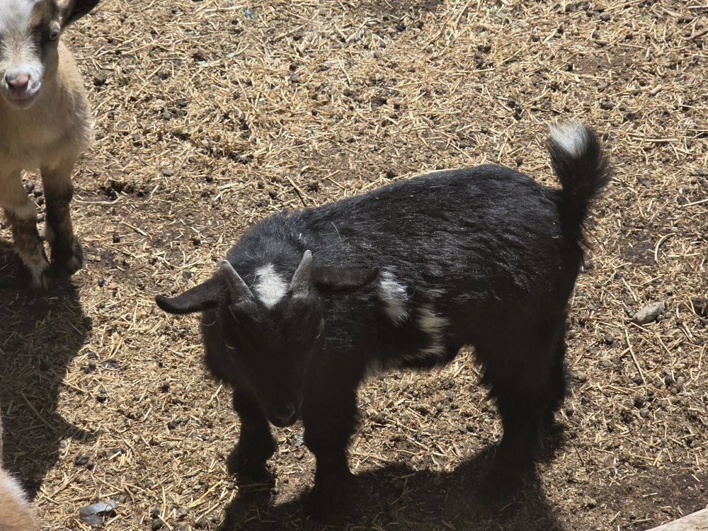 Nigerian Dwarf Goat - Young Black and White Buck