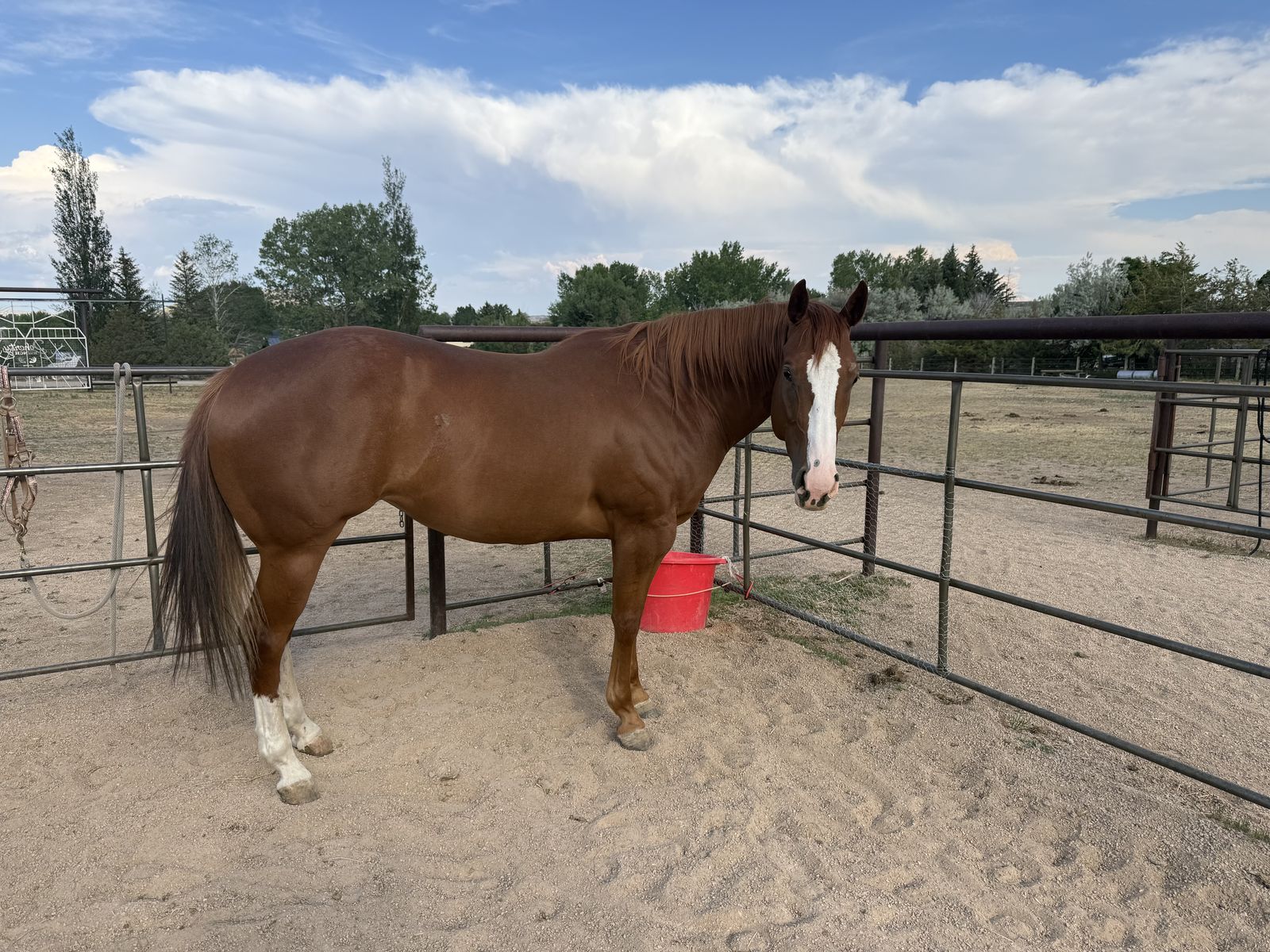 Five year-old quarter horse mare