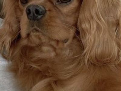 Ruby Red King Charles Cavalier Spaniel Stud