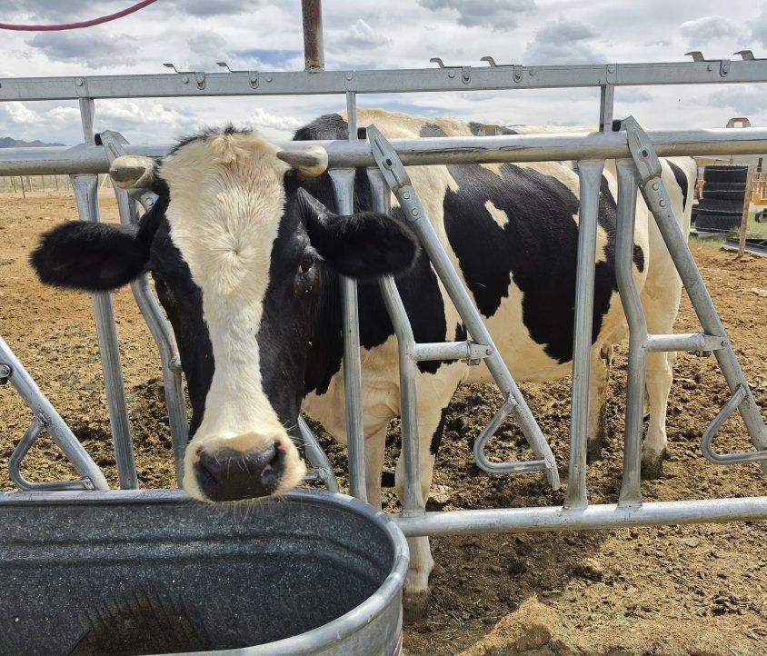 Holstein cow in milk