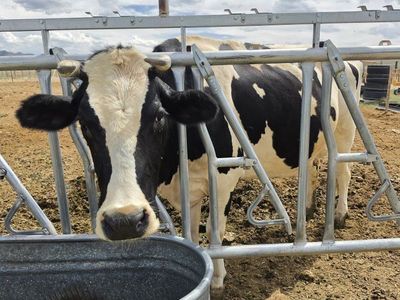 Holstein cow in milk