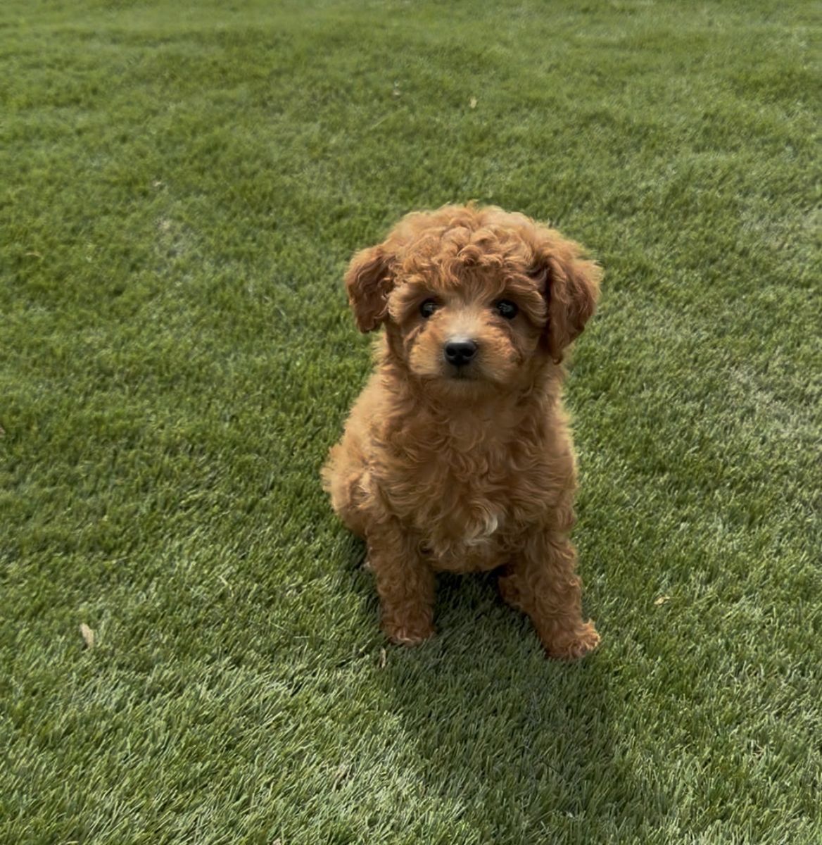 Teddy Bear 🧸 micro Goldendoodles