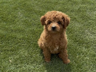 Teddy Bear 🧸 micro Goldendoodles
