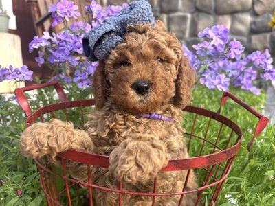 Micro Mini Toy Teddy Bear Goldendoodle Puppies * Golden Doodle
