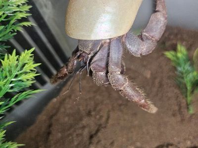 Large Glass Terrarium Tank with Accessories - Perfect for Reptiles or Small Animals
