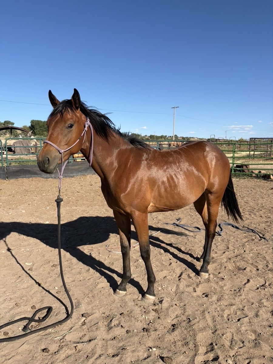 Two year old filly